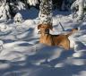 IMG_5377.jpg