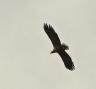 IMG_4413.JPG