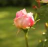 IMG_1068.JPG