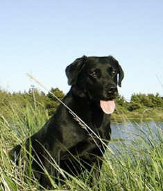 Tweed
